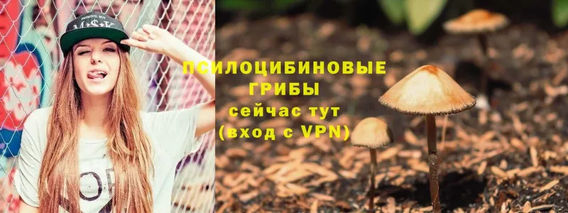 Псилоцибиновые грибы Psilocybe  как найти наркотики  Сорск 